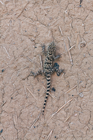 Gecko lizard (Cyrtopodion fedtschenkoi) on a mud wall background, Uzbekistanの写真素材