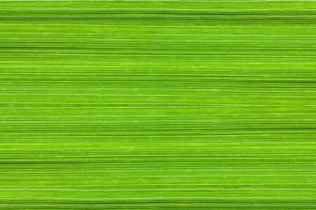 Background of manna grass (Glyceria) leavesの写真素材