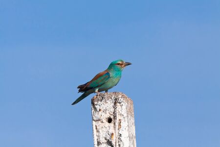 European roller (Coracias garrulus) sitting on a concrete post, Kyzyl-Kum, Uzbekistanの写真素材