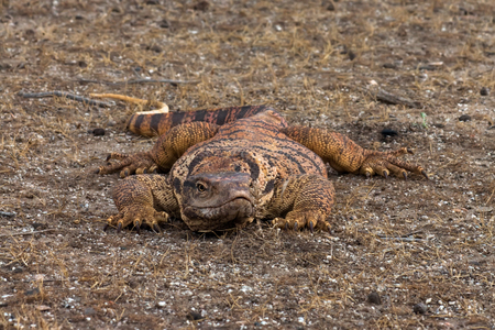 Hidden monitor lizard (Varanus griseus) in Kyzyl Kum desert, Uzbekistanの写真素材