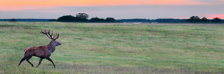 Male of Red deer (Cervus elaphus) during mating season at sunset, wildlife preserve in Northern Belarusの写真素材