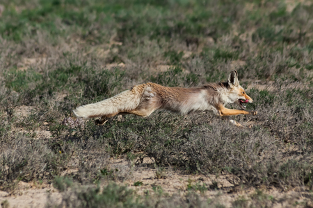 Red fox (Vulpes vulpes) running away in desert area, Southern Kazakhstanの写真素材