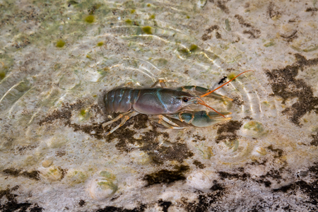 Caspian crayfish, Astacus pachypus, found in a costal of the Caspian Sea, Kazakhstanの写真素材