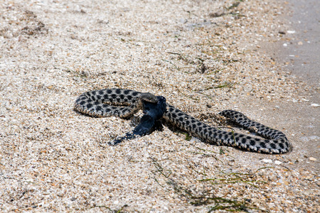 Dice snake (Natrix tessellata) eating a round goby (Neogobius melanostomus) in coastal zone of Caspian Sea, spring season, Kazakhstan.の写真素材