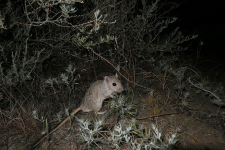 Male of Midday Jird (Meriones meridianus) searching for a food after rain during nighttime in natural habitat of desert, Southern Kazakhstanの写真素材
