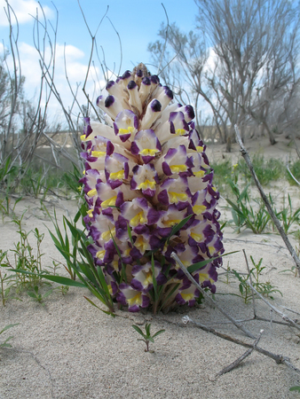 Flower of Cistanche (Cistanche salsa) in natural habitat of Muyunkum Desert, Southern Kazakhstan. Cistanche is a parasitic plant that connects to the conductive system of a host, extracting water and nutrients from the roots of the host plant.の写真素材