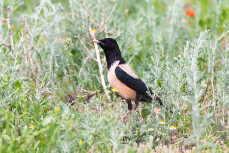 Rosy starling (Pastor roseus) on migration near an artesian spring, Kazakhstanの写真素材