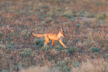 Corsac fox juvenal (Vulpes corsac) hunting in the natural desert habitats, Southern Kazakhstanの写真素材