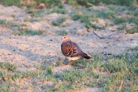 Oriental turtle dove (Streptopelia orientalis) resting in desert area during migration, Southern Kazakhstanの写真素材