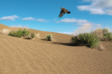 Isabelline Wheatear (Oenanthe isabelline) flying over sand habitats of Karakum Desert near the Lake Balkhash, Kazakhstanの写真素材