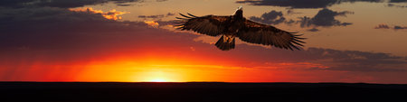 Adult of Eastern Imperial Eagle (Aquila heliaca) flying in sunset light near rain clouds, Betpak Dala desert, Kazakhstanの写真素材