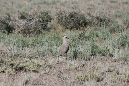 Sociable lapwing (Vanellus gregarius) in breeding habitats with wormwood near the Lake Balkhash, Kazakhstanの写真素材