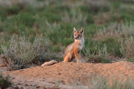 Female of Corsac fox (Vulpes corsac) sitting near a den at sunset in the natural desert habitats, Betpak Dala, Kazakhstanの写真素材