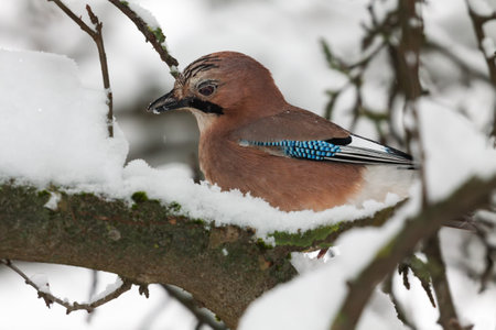 Eurasian jay (Garrulus glandarius) in a garden on snowy branch, Belarus