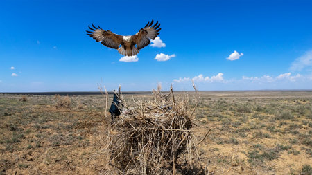 Long-legged buzzard (Buteo rufinus) landing on the nest placed on a saxaul bush (Haloxylon persicum), natural desert habitats with sagebrush in Southern Kazakhstanの写真素材