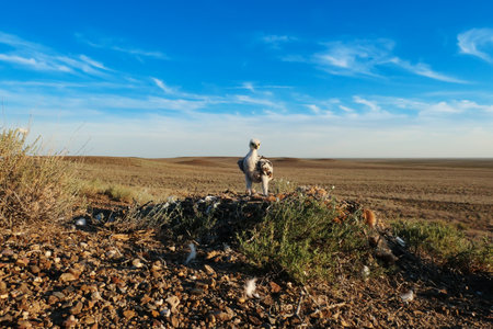 Steppe Eagle chick (Aquila nipalensis) standing in a nest at evening light, natural sagebrush desert of Southern Kazakhstanの写真素材