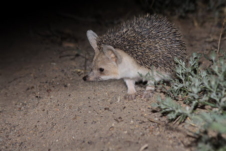 Long-eared hedgehog (Hemiechinus auritus) searching for food at night in natural desert habitats, Southern Kazakhstanの写真素材