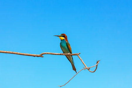 European Bee-eater (Merops apiaster) sitting on the branch of Asiatic elm, Kazakhstanの写真素材