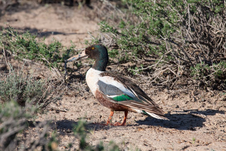 Migratory male of Northern Shoveler (Anas clypeata) stopping among the glasswort bushes (Salsola arbuscula) in the sagebrush desert after a night flight, southern Kazakhstanの写真素材