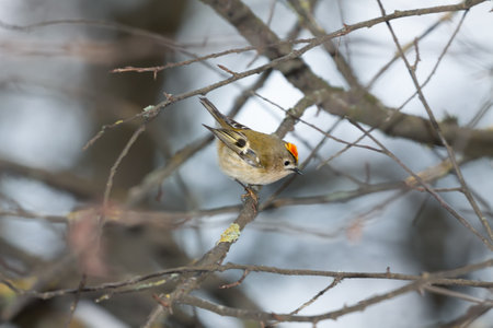 Male of Goldcrest (Regulus regulus) sitting on a branch in winter, mixed forest, Central Belarusの写真素材