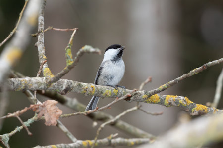 Male of willow tit (Poecile montanus) singing on a branch in early spring, Belarusの写真素材