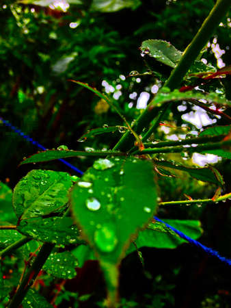 Green leaves of rose wet from rain with drops
