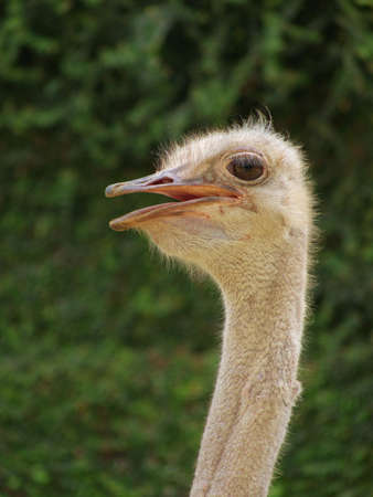 the head of a large flightless bird, struthio camelus or ostrichの写真素材