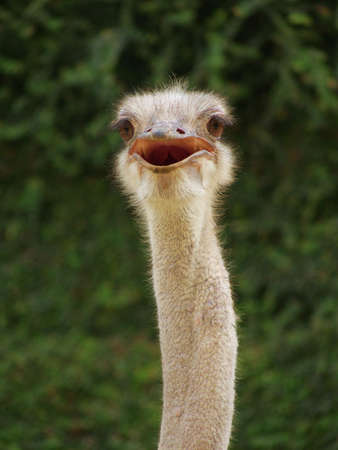 the head of a large flightless bird, struthio camelus or ostrichの写真素材