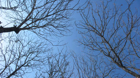 withered treesの写真素材