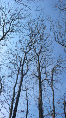 withered treesの写真素材