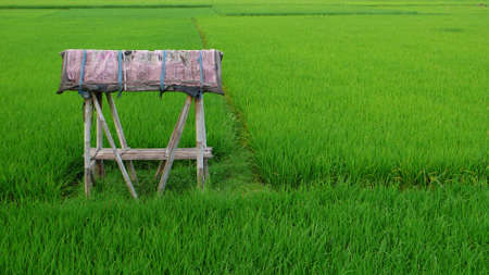 the small hut at rice paddy fieldの写真素材