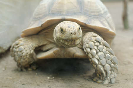 african spurred tortoiseの写真素材