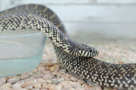 king snake close upの写真素材