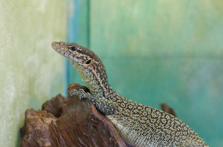peacock monitor or varanus auffenbergiの写真素材