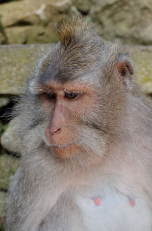 crab-eating macaque or long-tailed macaque or macaca fascicularis