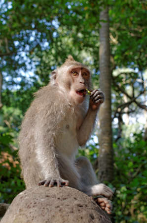crab-eating macaque or long-tailed macaque or macaca fascicularis