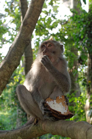 crab-eating macaque eating coconut