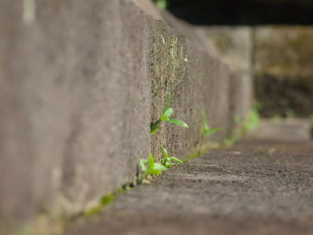 plant in temple wall stone of candi kalasanの写真素材