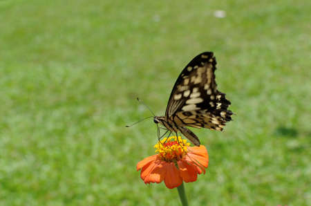 lime swallowtail butterfly on zinnia flower