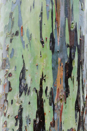 bark texture of eucalyptus tree
