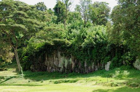 canyon green trees on the topの写真素材