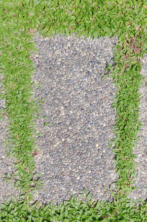 pebble walk path with green grassの写真素材