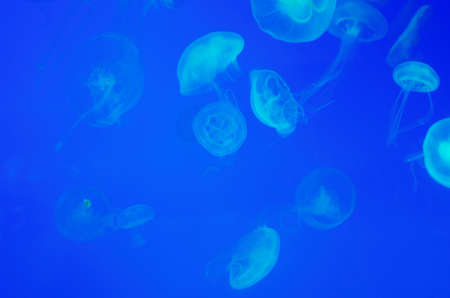 moon jellyfish or aurelia aurita in aquariumの写真素材