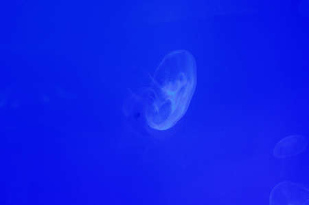 moon jellyfish or aurelia aurita in aquariumの写真素材