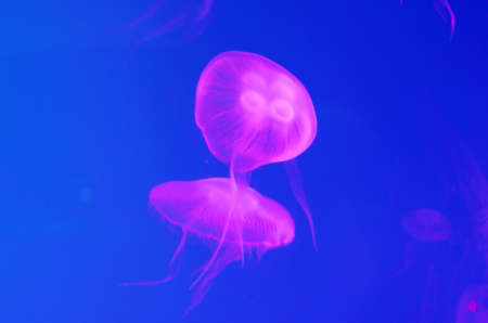 moon jellyfish or aurelia aurita in aquariumの写真素材