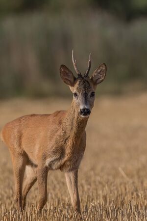 roe deerの写真素材