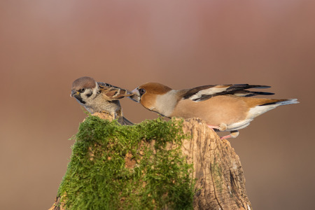 hawfinch with sparrowの写真素材