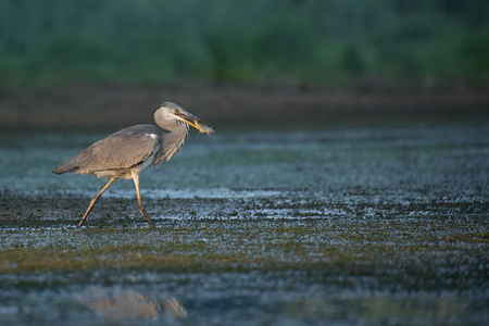 Grey Heronの写真素材