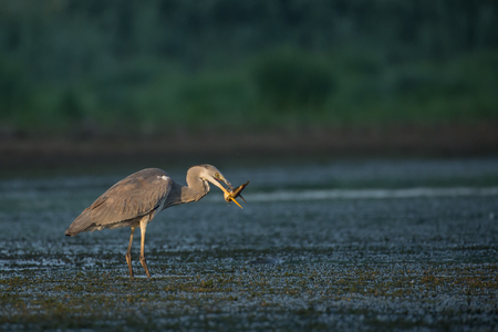 Heron on lakeの写真素材
