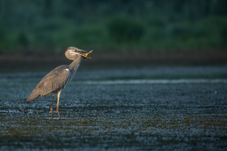 Grey Heronの写真素材